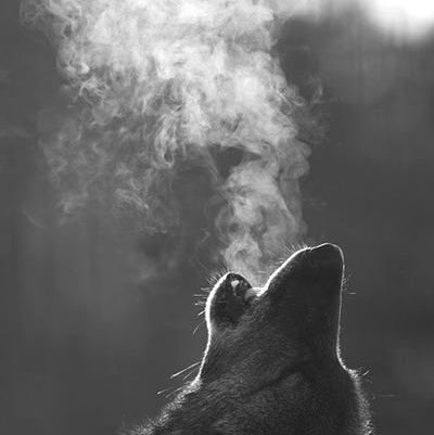 Wolf Full-Leg Compression Sleeves (Single) - White